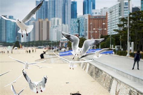 부산 갈매기, 바다의 자유를 노래하다